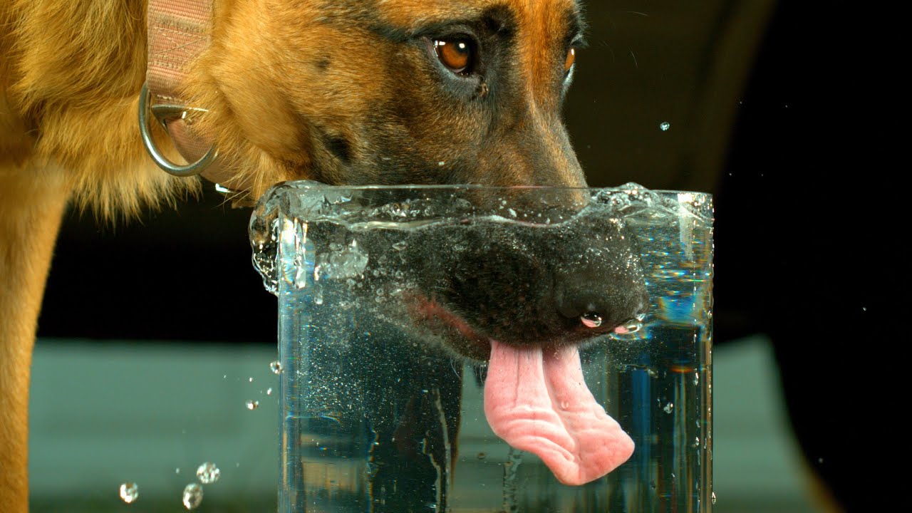 Η σημασία του νερού στην διατροφή του σκύλου σας